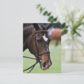 Carte postale Cute Arabian Horse (Debout devant)