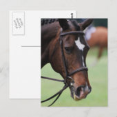 Carte postale Cute Arabian Horse (Devant / Derrière)