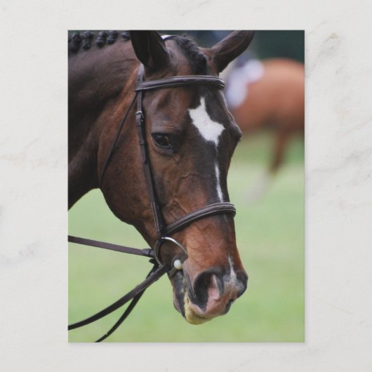 Carte postale Cute Arabian Horse (Devant)