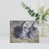 Carte Postale cute baby kittens (Debout devant)