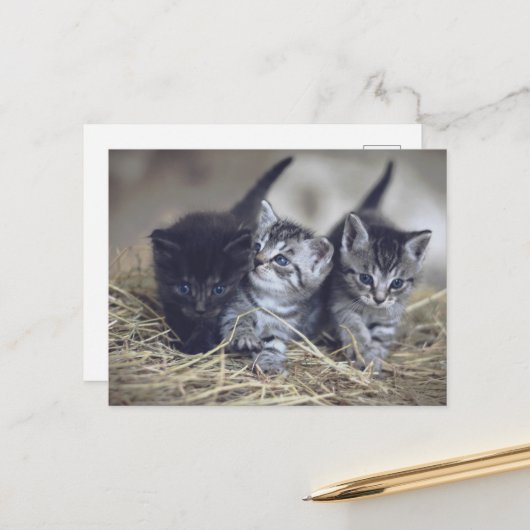Carte Postale cute baby kittens (Devant/Arrière en situation)