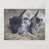 Carte Postale cute baby kittens (Devant)