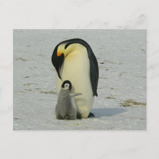 Carte Postale cute baby penguin with his mother