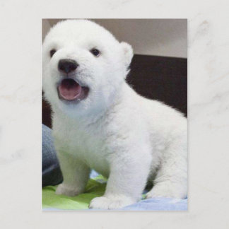 Carte Postale cute baby polarbear