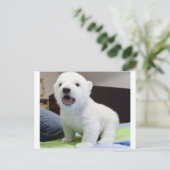 Carte Postale cute baby polarbear (Debout devant)