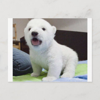 Carte Postale cute baby polarbear
