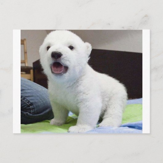 Carte Postale cute baby polarbear (Devant)