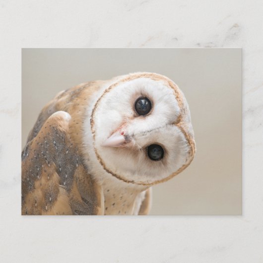 Carte Postale Cute Barn Owl (Devant)