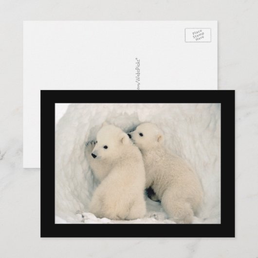 Carte postale Cute Bear Cubs (Devant / Derrière)