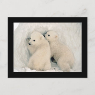 Carte postale Cute Bear Cubs