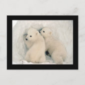 Carte postale Cute Bear Cubs (Devant)