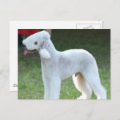 Carte Postale Cute Bedlington Terrier (Devant / Derrière)