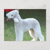 Carte Postale Cute Bedlington Terrier (Devant)