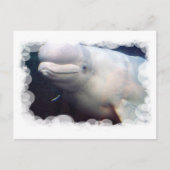 Carte postale Cute Beluga Whale (Devant)