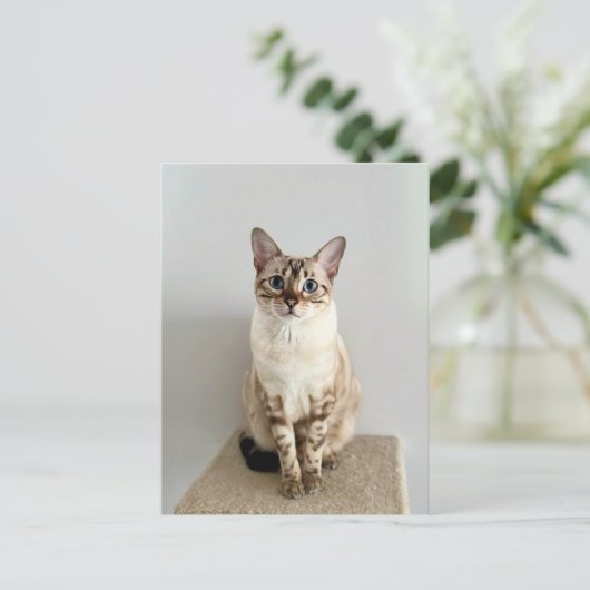 Carte postale Cute Bengale (Debout devant)