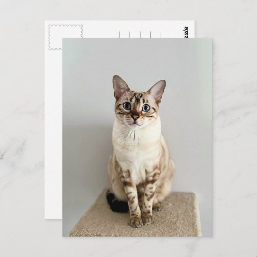 Carte postale Cute Bengale (Devant / Derrière)