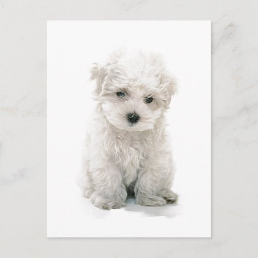 Carte postale Cute Bichon Frise (Devant)
