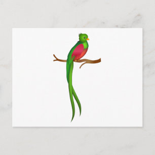 Carte Postale Cute bird Quetzal