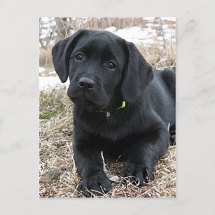 Carte Postale Cute Black Labrador Puppy - Happy Dog Black Lab