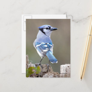 Carte Postale Cute Bleu Jay Songbird sur Treestump