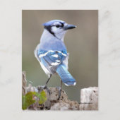 Carte Postale Cute Bleu Jay Songbird sur Treestump (Devant)