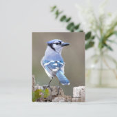 Carte Postale Cute Bleu Jay Songbird sur Treestump (Debout devant)
