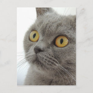 Carte Postale Cute britannique Shorthair cat