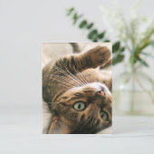 Carte Postale Cute Brown tacheté Bengale Chat Kitten couché dans (Debout devant)