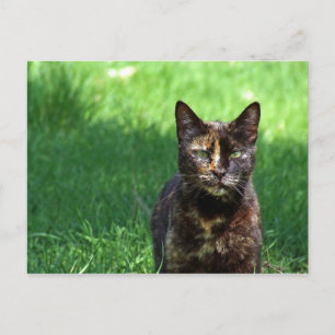 Carte Postale Cute Brown Tortoiseshell Photo Chat