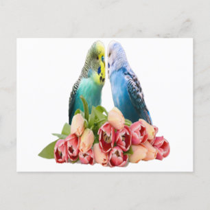 Carte Postale Cute Budgie Design