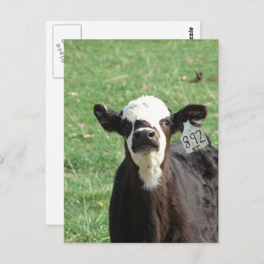 Carte Postale Cute Calf (Devant / Derrière)