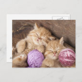 Carte postale Cute Cat (Devant / Derrière)