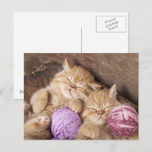 Carte postale Cute Cat (Devant / Derrière)