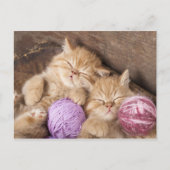 Carte postale Cute Cat (Devant)
