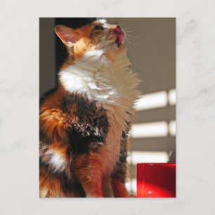 Carte Postale Cute Cat Sammi Jolie photo