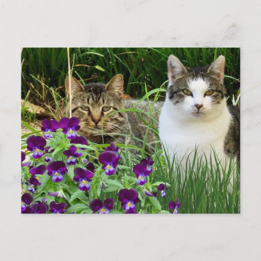 Carte Postale Cute Cats en Jardin Fleur / Collage Art (Devant)