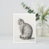 Carte Postale Cute chat gris et blanc (Debout devant)