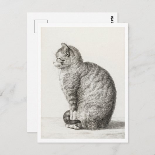 Carte Postale Cute chat gris et blanc (Devant / Derrière)