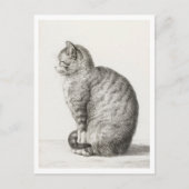 Carte Postale Cute chat gris et blanc (Devant)
