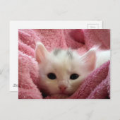 Carte Postale Cute chaton blanc dormant dans une couverture rose (Devant / Derrière)