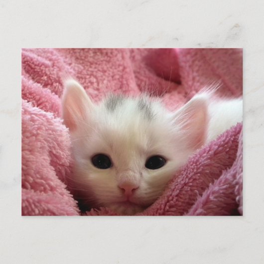 Carte Postale Cute chaton blanc dormant dans une couverture rose (Devant)