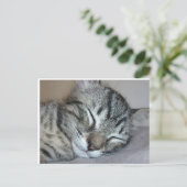 Carte Postale Cute chaton dormant (Debout devant)