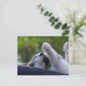 Carte Postale Cute chaton dormant (Debout devant)