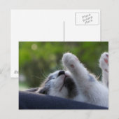 Carte Postale Cute chaton dormant (Devant / Derrière)