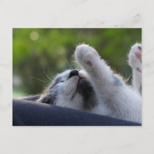 Carte Postale Cute chaton dormant