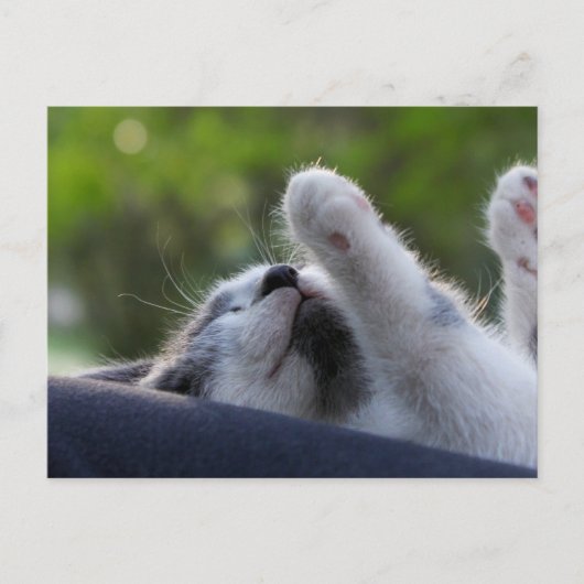 Carte Postale Cute chaton dormant (Devant)