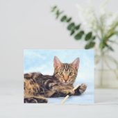Carte Postale Cute chaton en train de jouer (Debout devant)