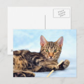 Carte Postale Cute chaton en train de jouer (Devant / Derrière)