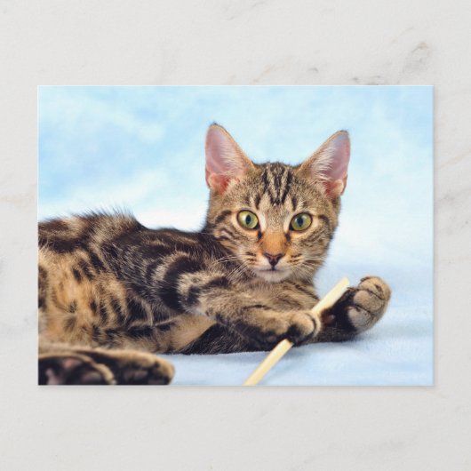 Carte Postale Cute chaton en train de jouer (Devant)