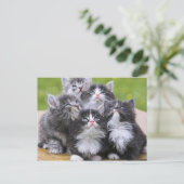 Carte Postale Cute chatons (Debout devant)